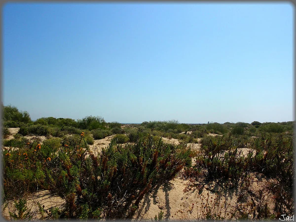Tavira Island Ferry Schedule: The Complete Transport Guide