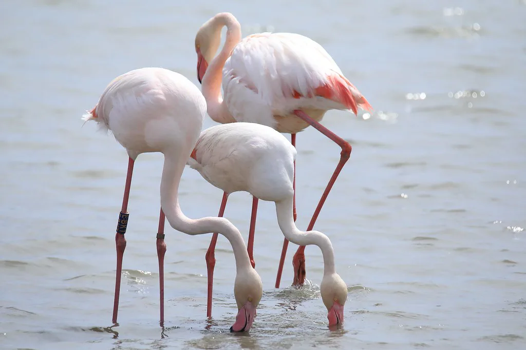 Pink flamingos wading in the salt marshes of the Camargue near Saintes-Maries-de-la-Mer