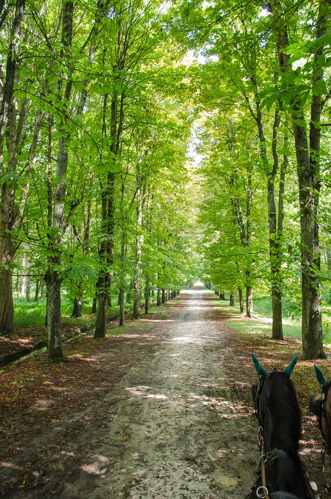 The Forêt de Fontainebleau, where free unmetered fringe parking near the trailheads draws hikers and boulderers